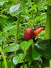 Costus woodsonii