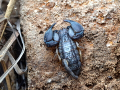 Opisthacanthus