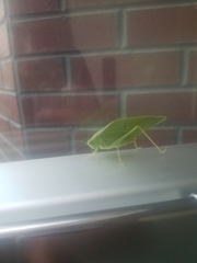 Microcentrum rhombifolium