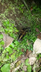 Hemicentetes semispinosus