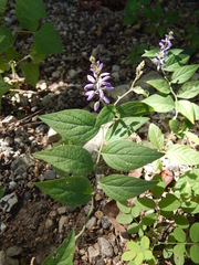 Hebecarpa costaricensis