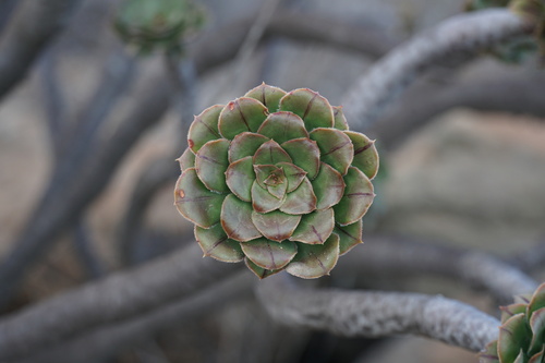 Aeonium rubrolineatum