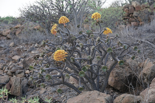 Aeonium rubrolineatum