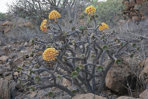 Aeonium rubrolineatum