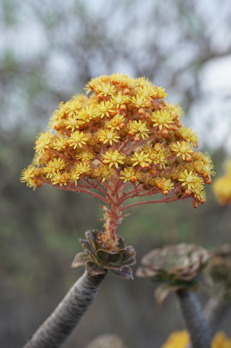 Aeonium rubrolineatum