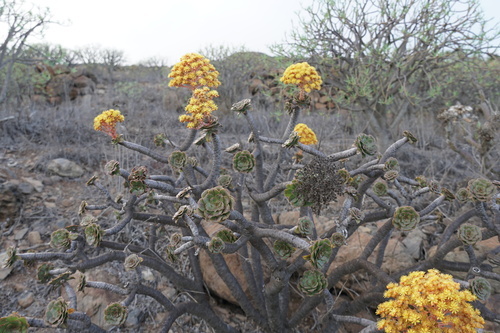 Aeonium rubrolineatum