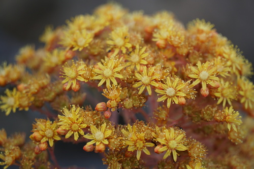 Aeonium rubrolineatum