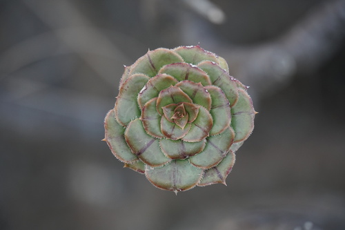 Aeonium rubrolineatum