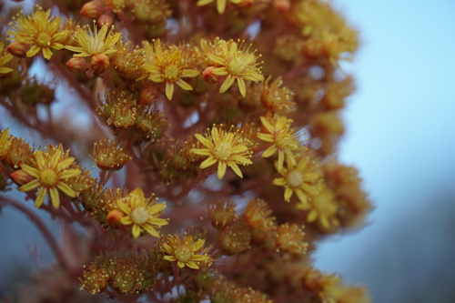 Aeonium rubrolineatum
