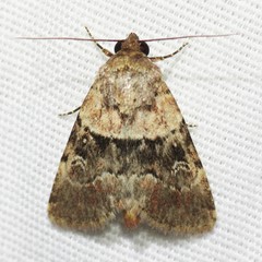 Properigea continens