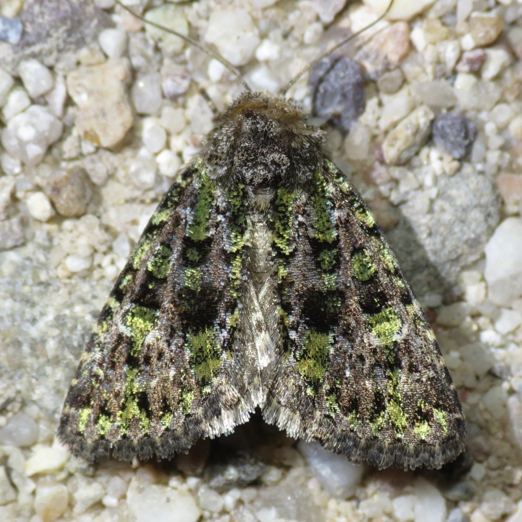 Paramiana smaragdina