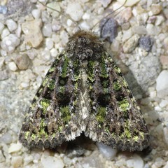 Paramiana smaragdina