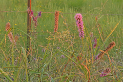 Liatris punctata mucronata