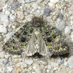 Paramiana smaragdina