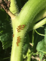 Hippodamia convergens