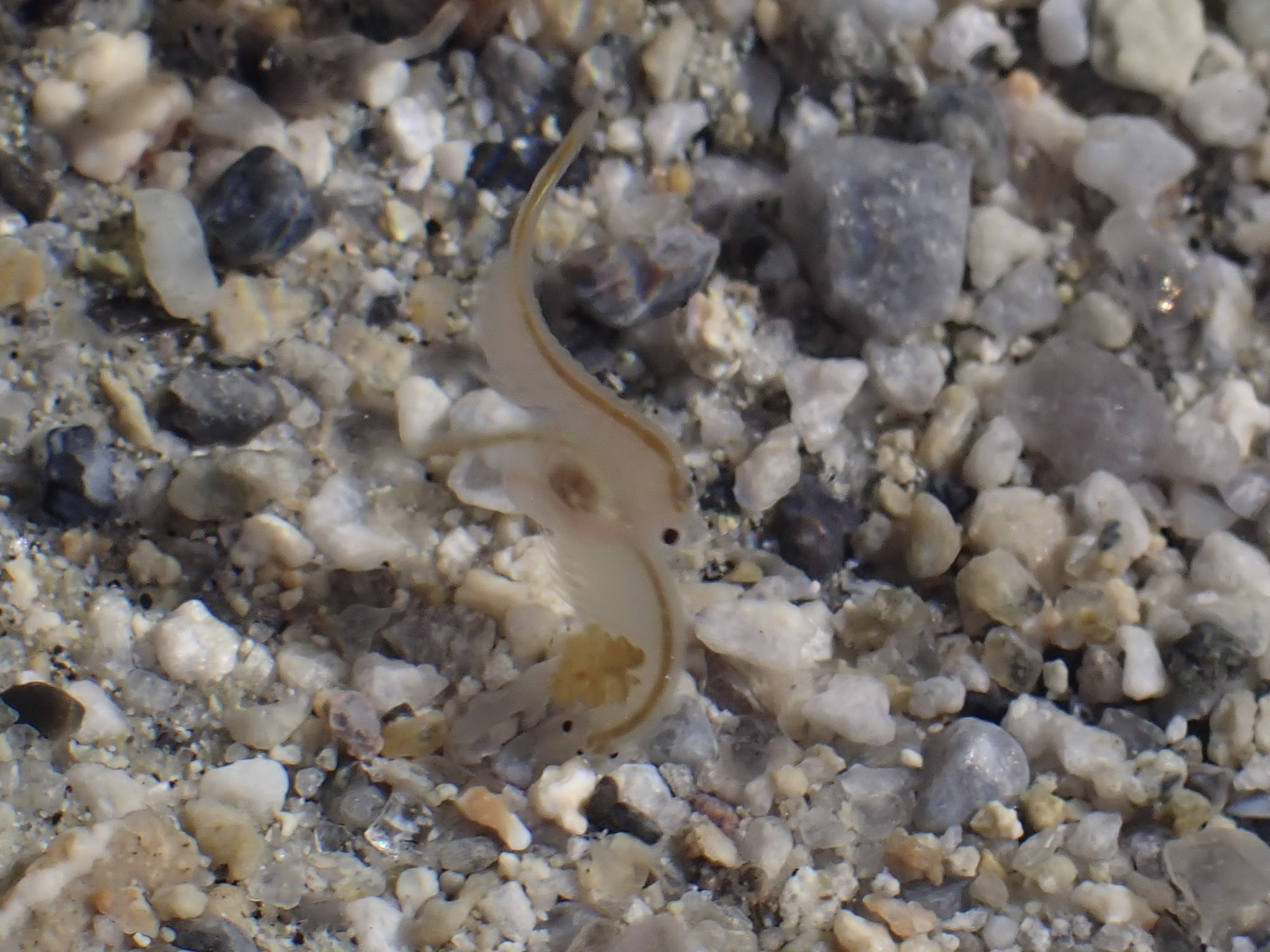 Artemia monica Verrill, 1869