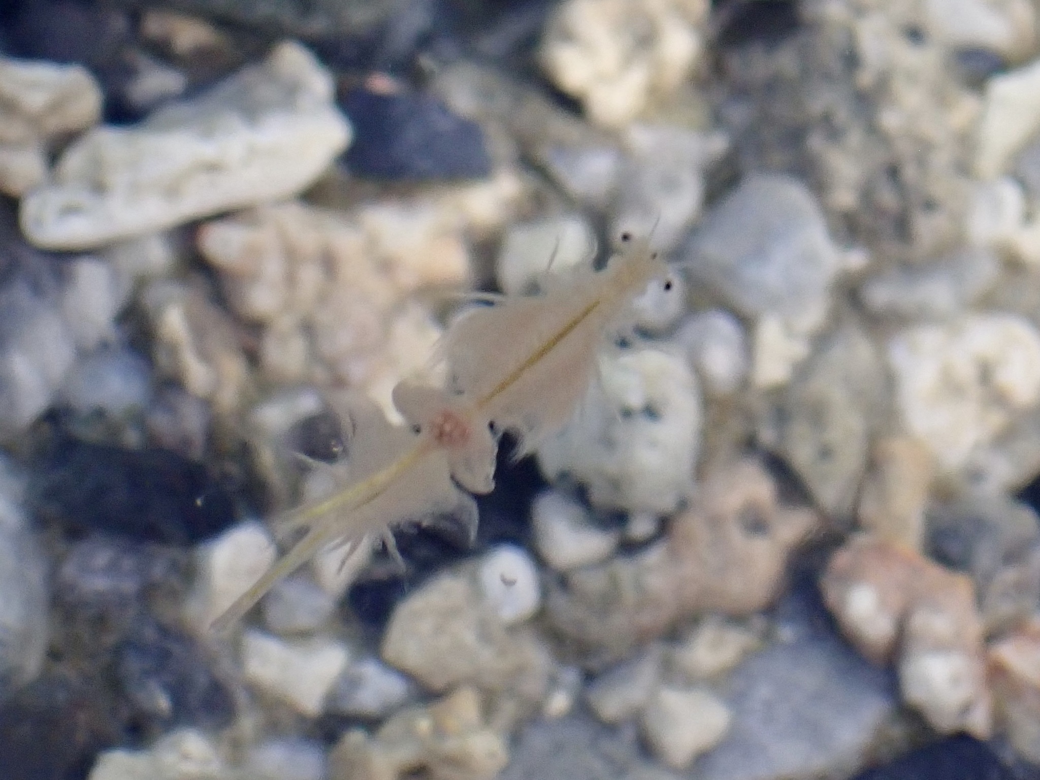 Artemia monica Verrill, 1869