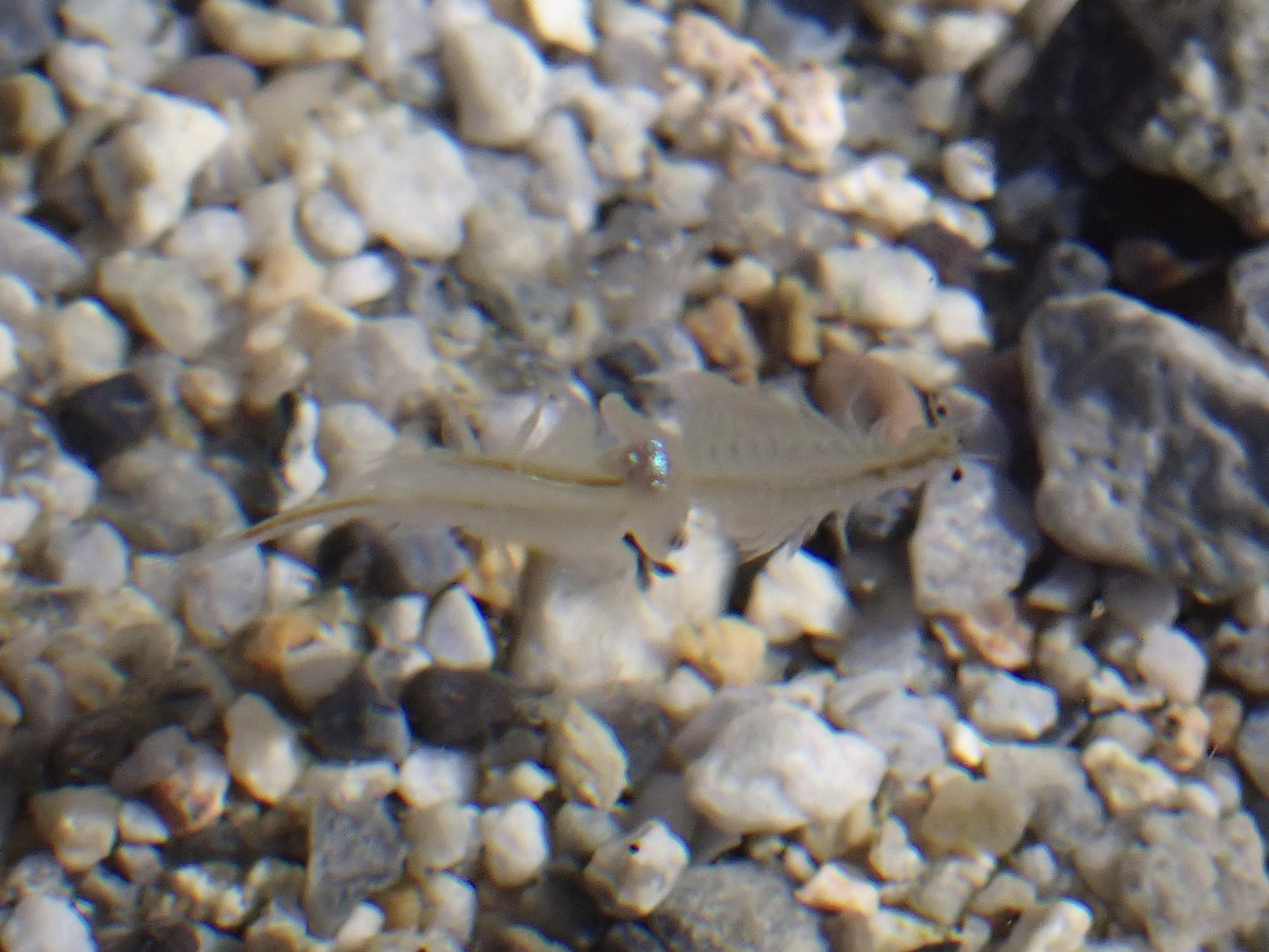Artemia monica Verrill, 1869