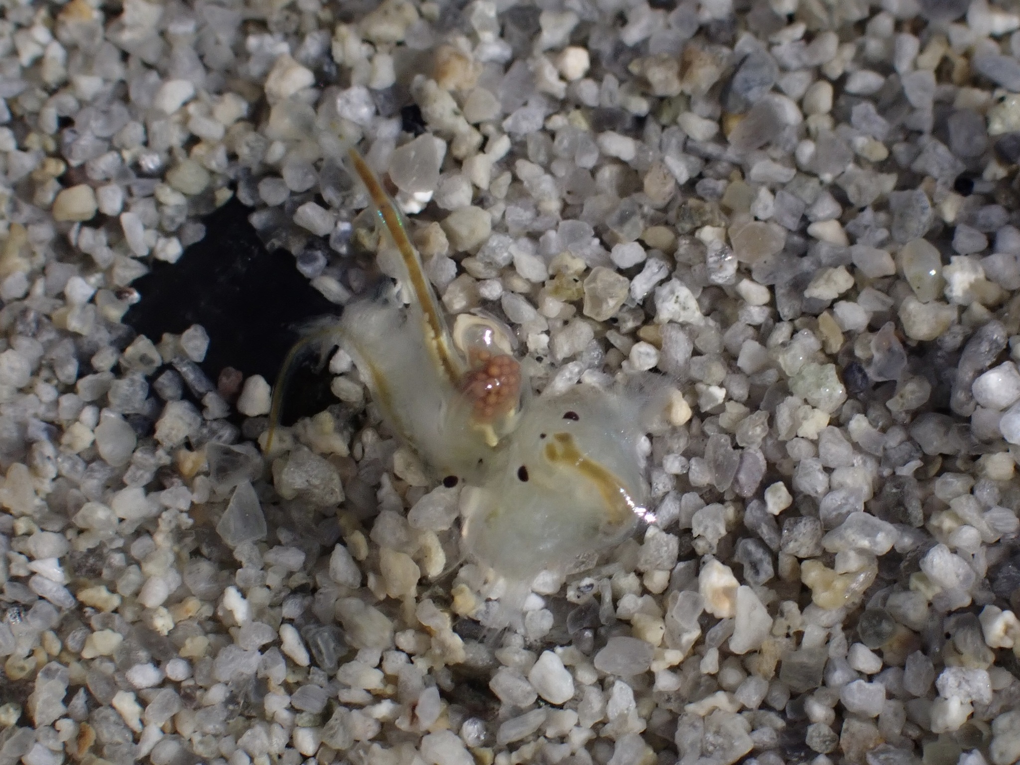 Artemia monica Verrill, 1869