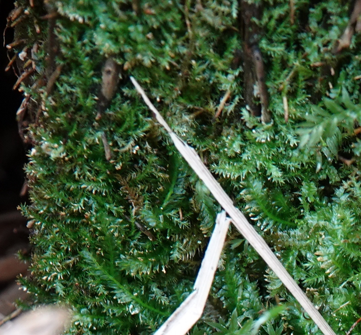 Plagiothecium latebricola