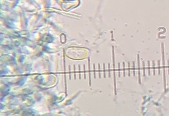 Truncospora