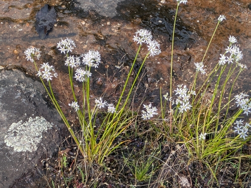 Allium speculae Ownbey & Aase