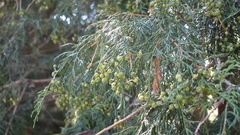 Chamaecyparis pisifera