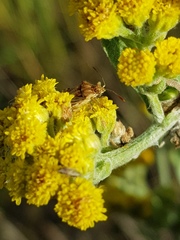 Stictopleurus scutellaris