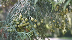 Chamaecyparis pisifera