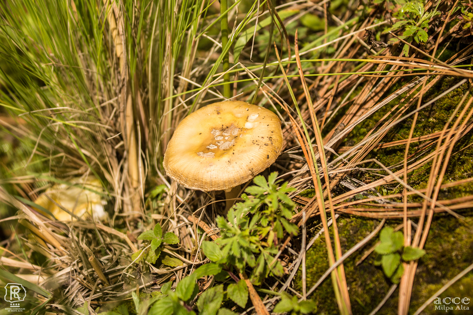 Amanita gemmata image