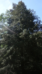 Chamaecyparis pisifera