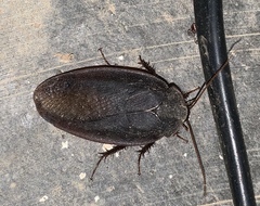 Corydiidae