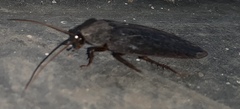 Corydiidae