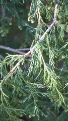 Chamaecyparis pisifera