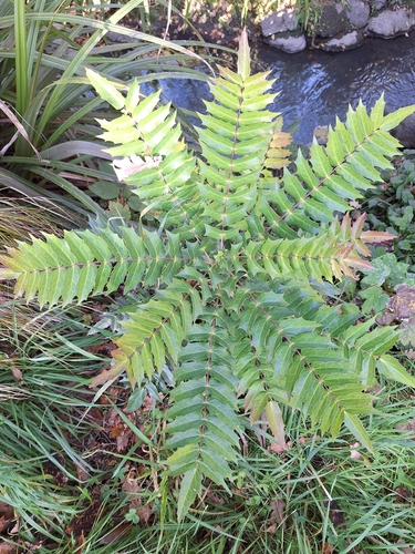 Mahonia oiwakensis