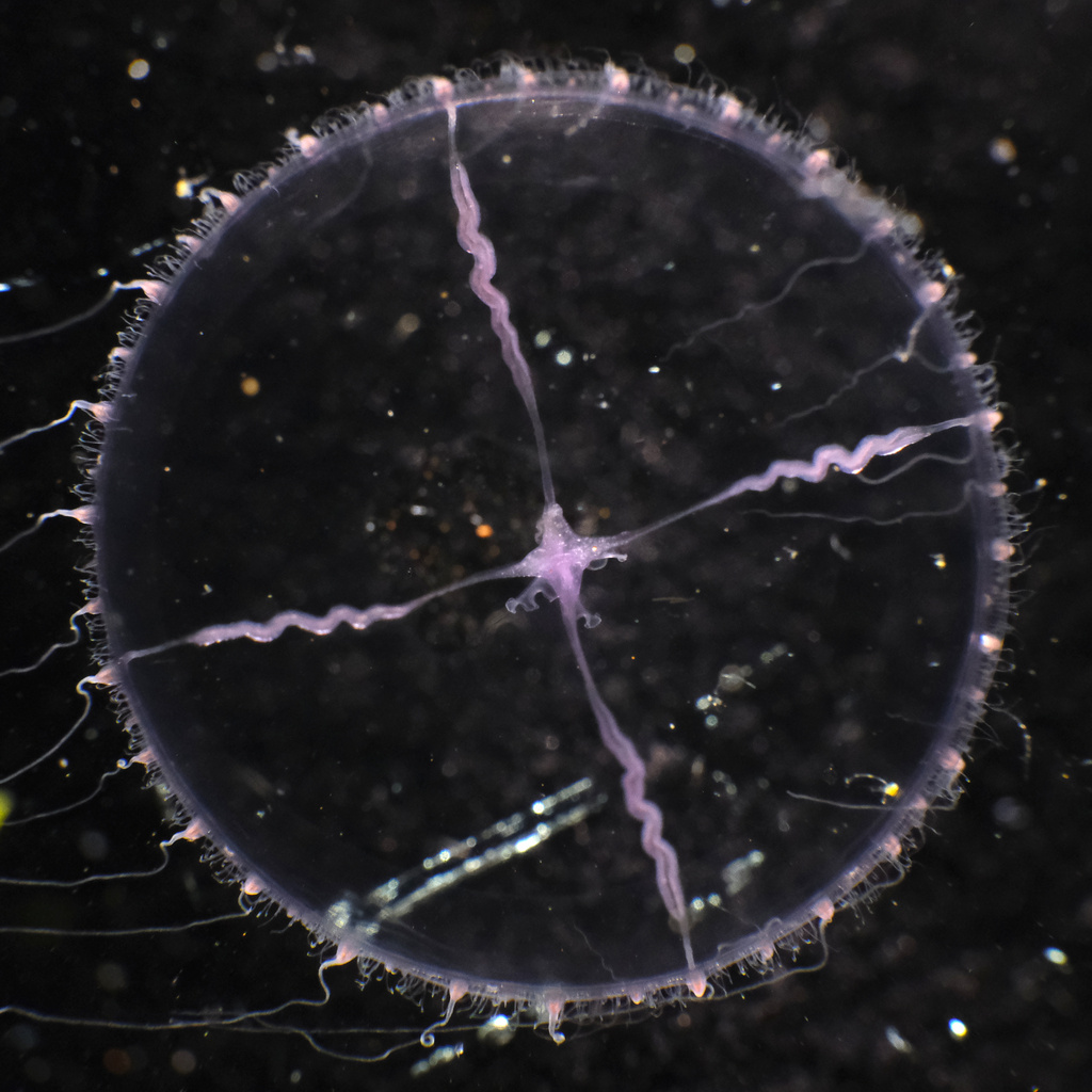 Blue-cross Jelly
