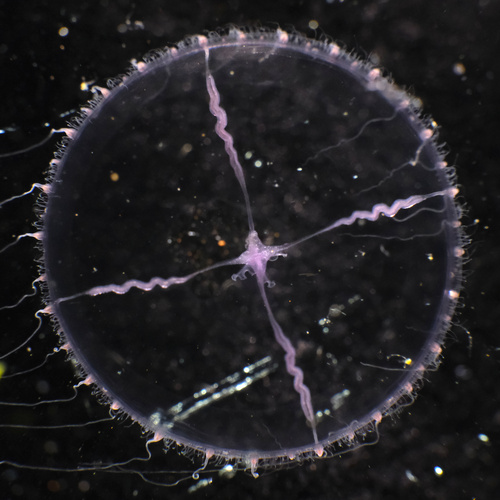 Blue-cross Jelly