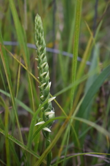 Spiranthes incurva