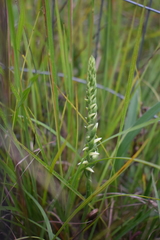 Spiranthes incurva