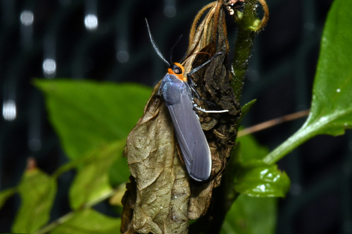 Edwards' Wasp Moth photo 5