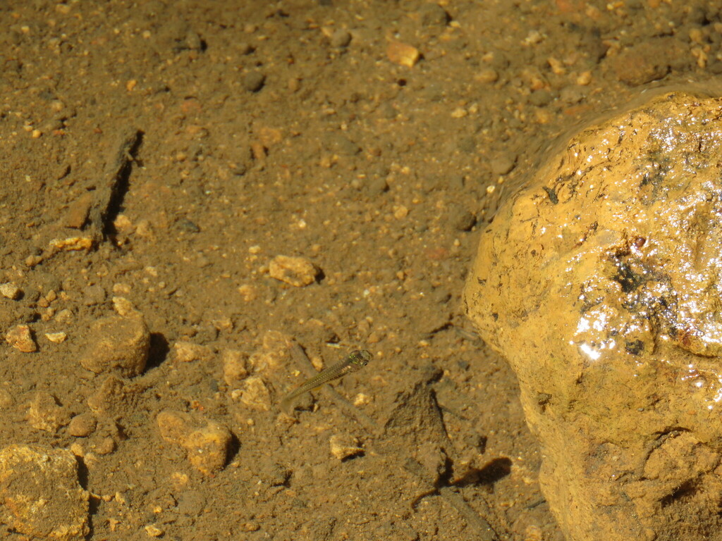Terraba toothcarp (Brachyrhaphis terrabensis) — Poeciliidae