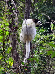 Propithecus verreauxi