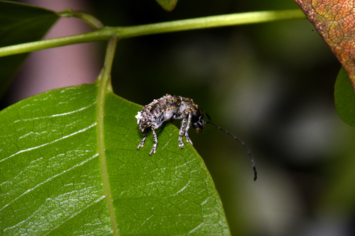 Toxonotus fascicularis