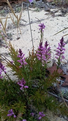 Polygala lewtonii