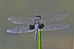 Celithemis martha