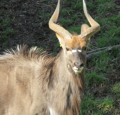 Tragelaphus