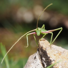 Acrometopa macropoda