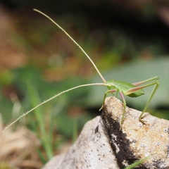 Acrometopa macropoda