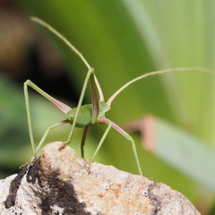 Acrometopa macropoda