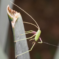 Acrometopa macropoda